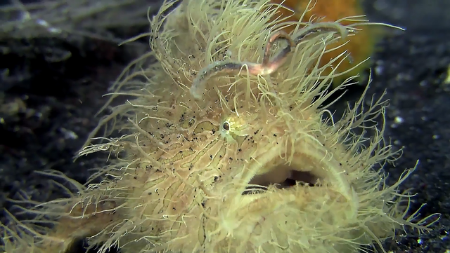 攻击速度最快的鱼，堪称“鱼界第一快嘴”，但它竟然不会游泳？