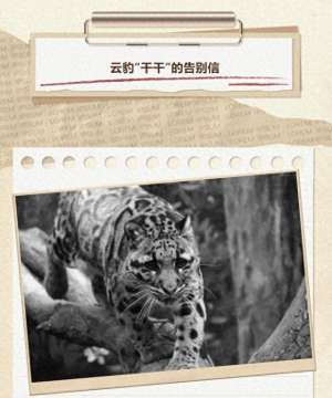 干干视频(17岁网红云豹“干干”离世，为中国大陆唯一圈养云豹)