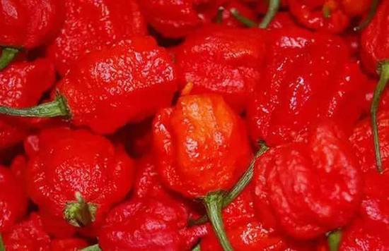 全球九大食物之最，有几个是你敢下手的？