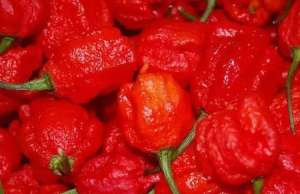 男体盛(全球九大食物之最，有几个是你敢下手的？)