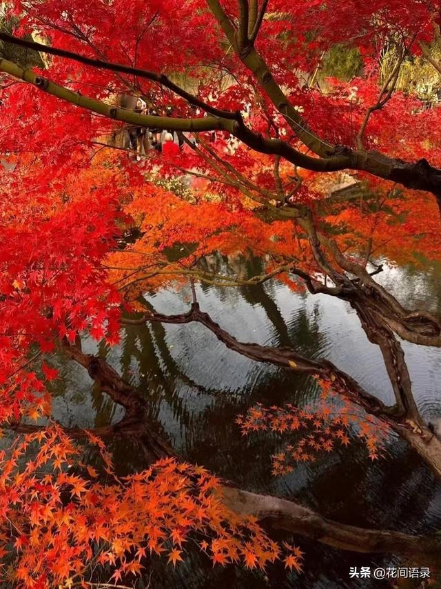 苏州园林因“红到极致的枫树走红”，拍照美如画，越看越漂亮