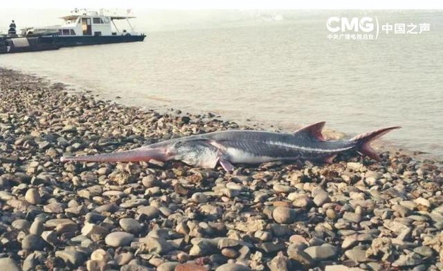 时光里丨长江追鲟四十年 他说保护中华鲟的人没有放弃