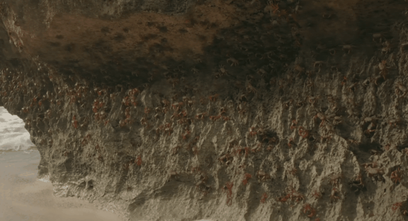 荒野间谍第二季-大迁徙队伍里的间谍红蟹