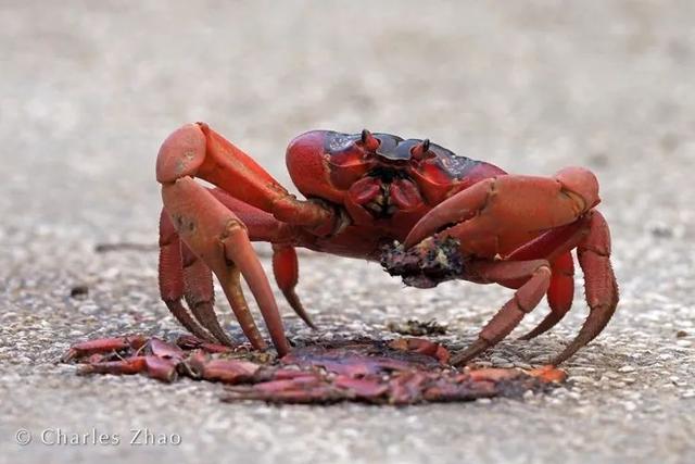 荒野间谍第二季-大迁徙队伍里的间谍红蟹