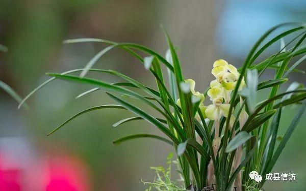 【信访文苑】君子如兰