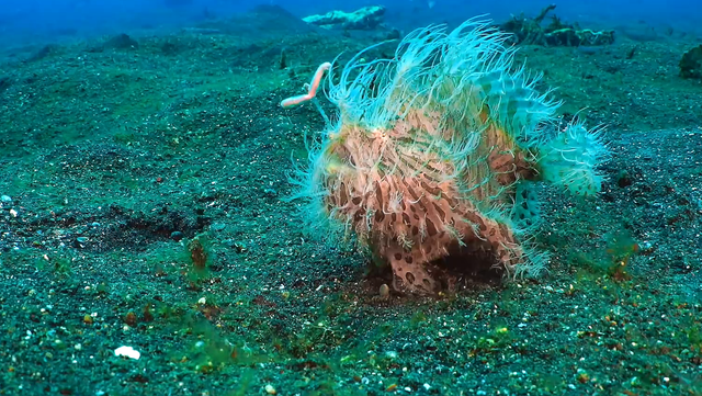 攻击速度最快的鱼，堪称“鱼界第一快嘴”，但它竟然不会游泳？