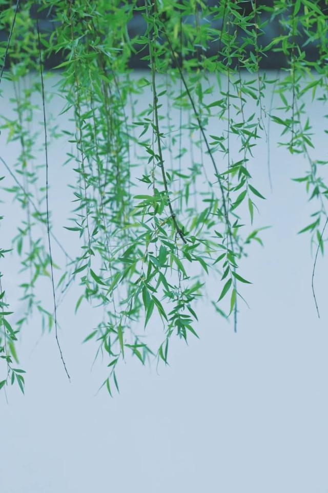 寻一抹绿，访一季春