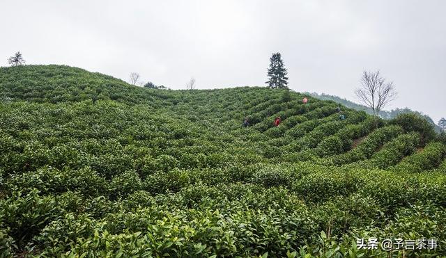 为何现在的茶没有以前的好喝？20年喝茶经验的老茶客，深度分析