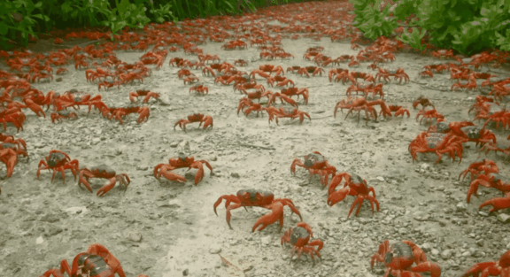 荒野间谍第二季-大迁徙队伍里的间谍红蟹