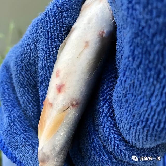 硫酸亚铁+敌杀死:两药合剂杀灭锚头鳋效果好