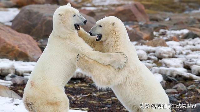 北极熊的交配行为：公熊使用暴力，是有原因的