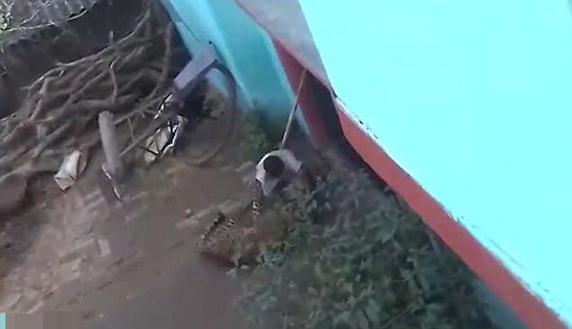 印度上演现实版“武松打虎” 60岁男子大战凶猛母豹