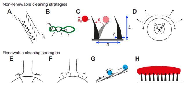 主子，求您赏脸洗个澡吧，成天舔毛能弄干净吗？