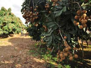 suang(为龙画眼——柬埔寨汗水，泰国甜蜜与中国舌尖)