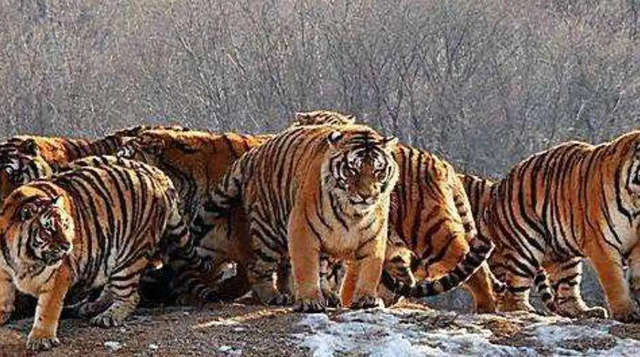 打虎英雄陈耆芳，为孙复仇打死138只老虎，周总理亲自接见