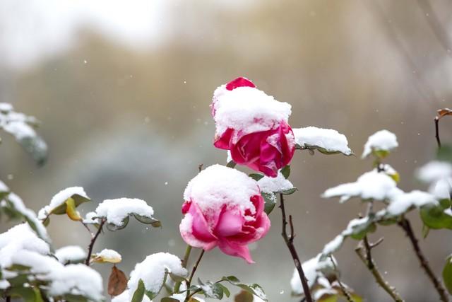 对方还没有放弃你，你会拒绝吗？