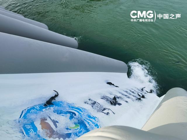 时光里丨长江追鲟四十年 他说保护中华鲟的人没有放弃