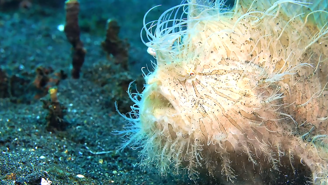 攻击速度最快的鱼，堪称“鱼界第一快嘴”，但它竟然不会游泳？