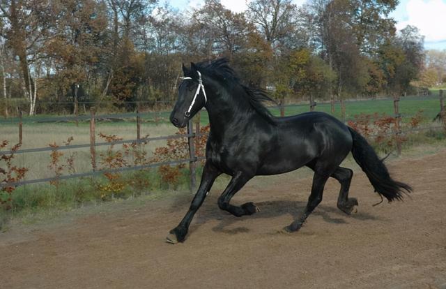 扬州百万名马出逃南京偷吃玉米，村民：惹不起！什么马这么名贵？