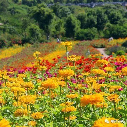 厉害了!翔安这位本土诗人竟然写了这么多香山的诗