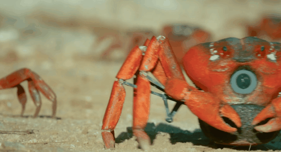 荒野间谍第二季-大迁徙队伍里的间谍红蟹