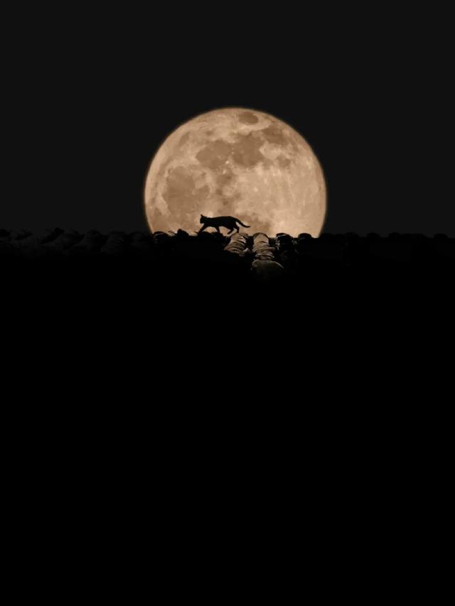 好圆!好大!好美