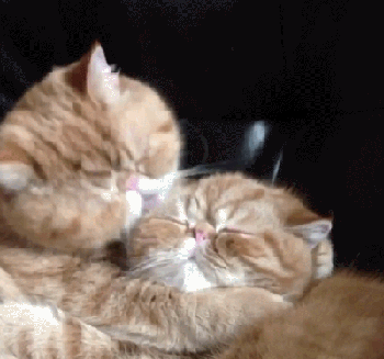 主子，求您赏脸洗个澡吧，成天舔毛能弄干净吗？