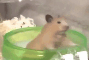 一天96瓶啤酒,再能喝的人也拼不过小仓鼠