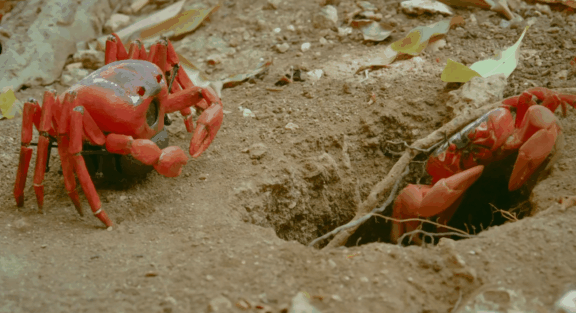 荒野间谍第二季-大迁徙队伍里的间谍红蟹