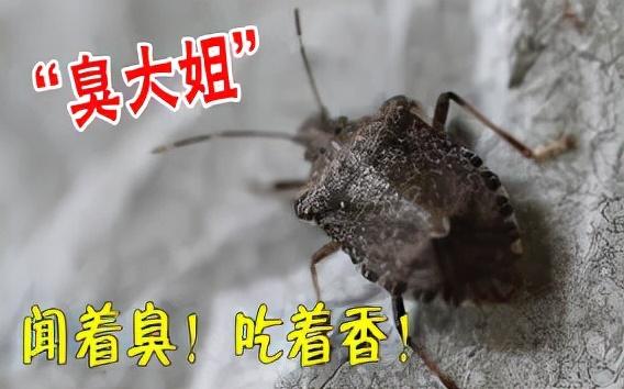 随处可见的臭屁虫，现在怎么消失了？云南人当美食吃到300元一斤