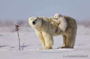 人与兽啪啪啪(北极熊的交配行为：公熊使用暴力，是有原因的)