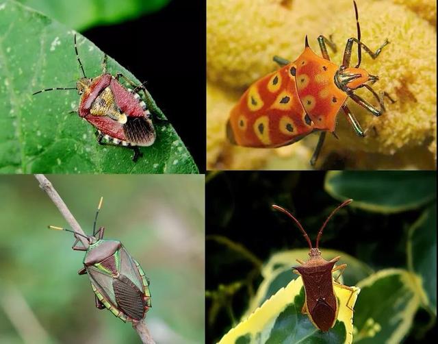 随处可见的臭屁虫，现在怎么消失了？云南人当美食吃到300元一斤