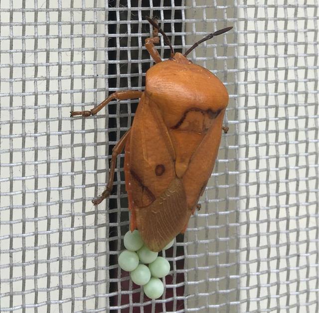 随处可见的臭屁虫，现在怎么消失了？云南人当美食吃到300元一斤