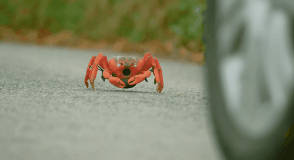 荒野间谍第二季-大迁徙队伍里的间谍红蟹