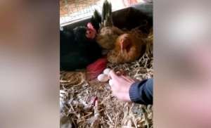 迷魂计(中国小伙和母鸡“斗智斗勇”让外国网友笑出眼泪来了)