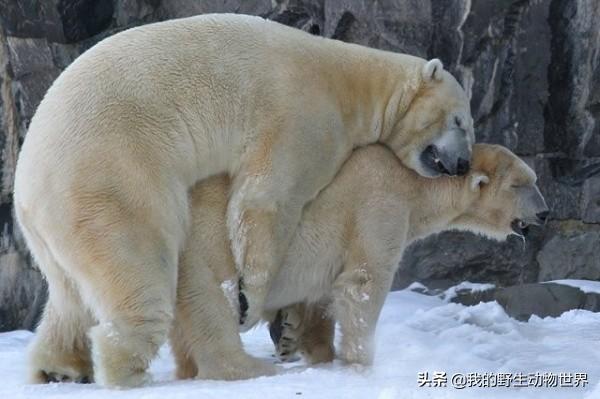 北极熊的交配行为：公熊使用暴力，是有原因的