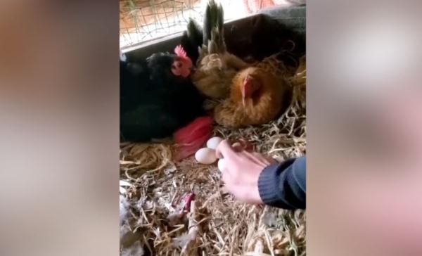 中国小伙和母鸡“斗智斗勇”让外国网友笑出眼泪来了