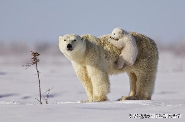 北极熊的交配行为：公熊使用暴力，是有原因的