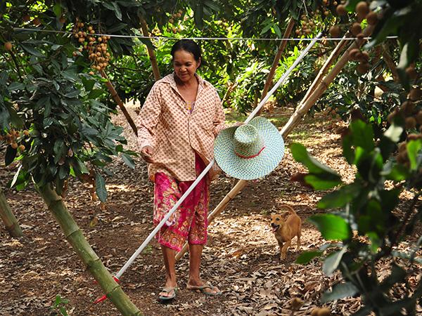 为龙画眼——柬埔寨汗水，泰国甜蜜与中国舌尖
