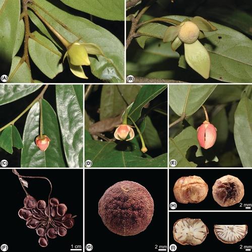 科学家发现中缅边境番荔枝科新种盈江暗罗