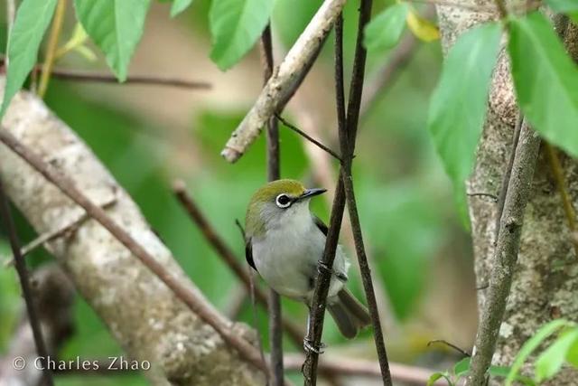 荒野间谍第二季-大迁徙队伍里的间谍红蟹