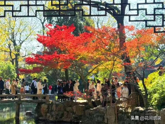 苏州园林因“红到极致的枫树走红”，拍照美如画，越看越漂亮