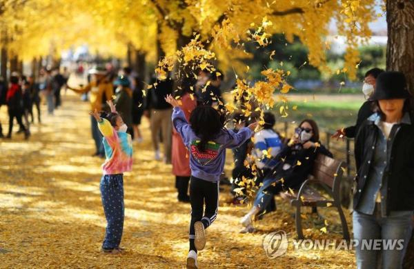 韩国庆尚南道银杏大道晋升网红打卡地