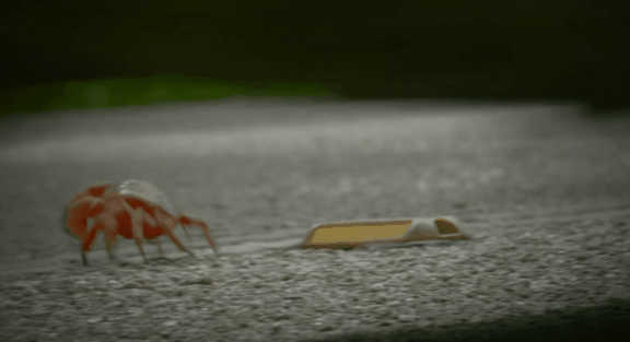 荒野间谍第二季-大迁徙队伍里的间谍红蟹