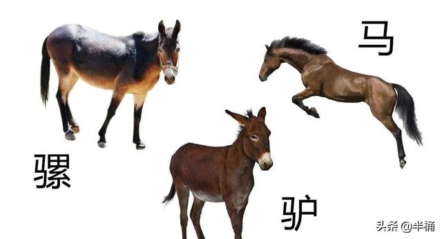 为什么有人说骡子怀孕必死？骡子真的不能生育吗？