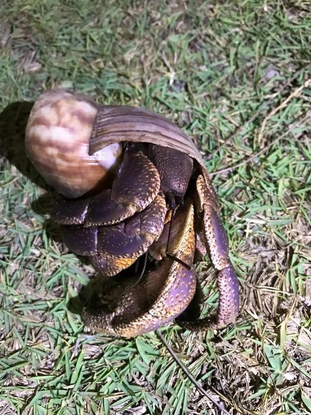 荒野间谍第二季-大迁徙队伍里的间谍红蟹