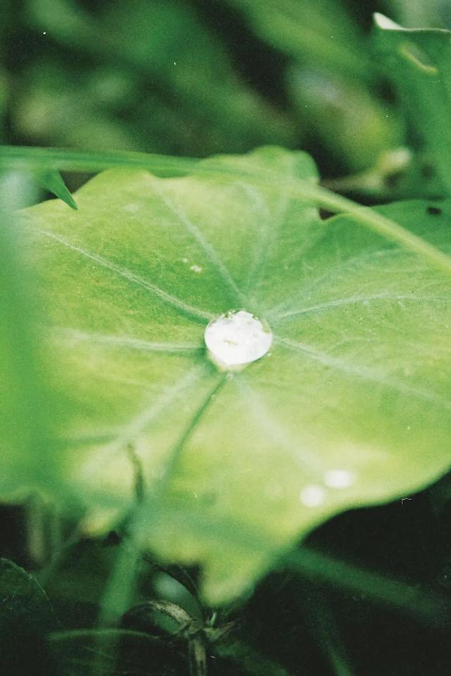 寻一抹绿，访一季春