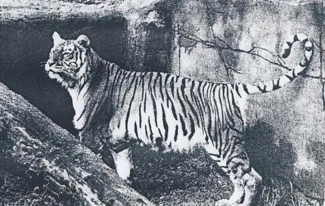 打虎英雄陈耆芳，为孙复仇打死138只老虎，周总理亲自接见