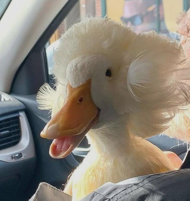 40张可爱的鸭子照片,温馨又治愈,心都融化了