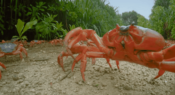 荒野间谍第二季-大迁徙队伍里的间谍红蟹